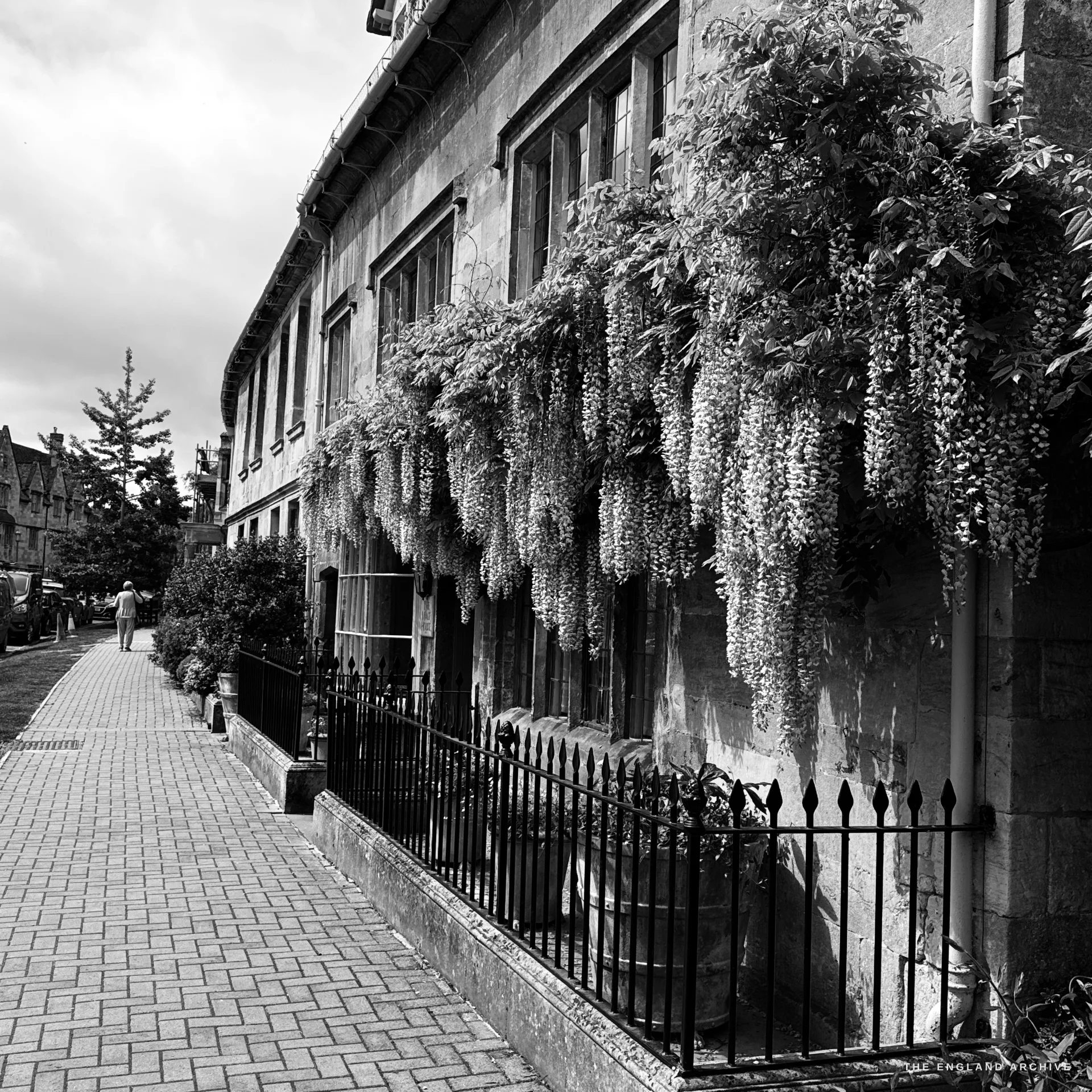 A High Street pavement view with a curtain of wisteria in full bloom cascading over iron railings and a stone house front, a lone figure walking the brick footway in the distance.