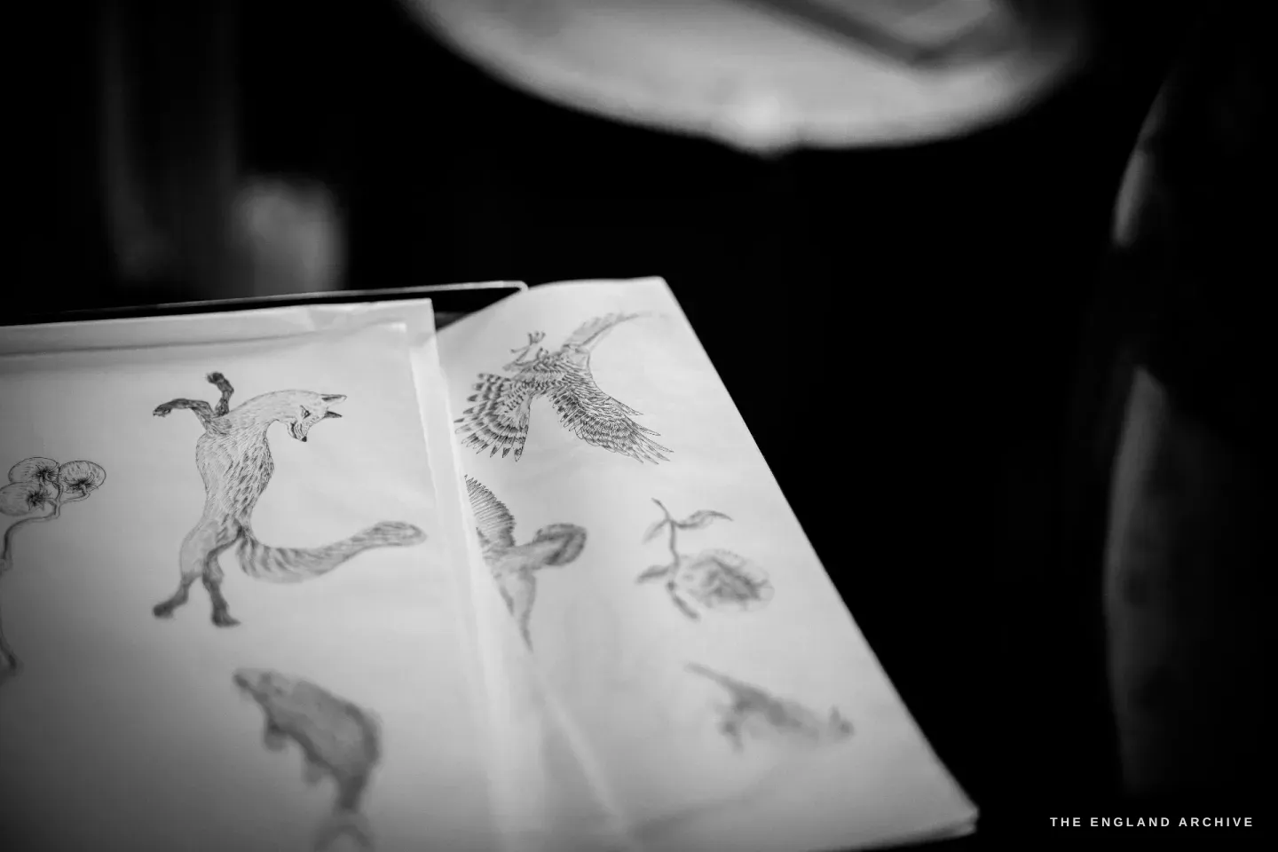 Hand-drawn pen illustrations on paper - a fox, a bird in flight, botanical studies - drawn for a bespoke globe.
