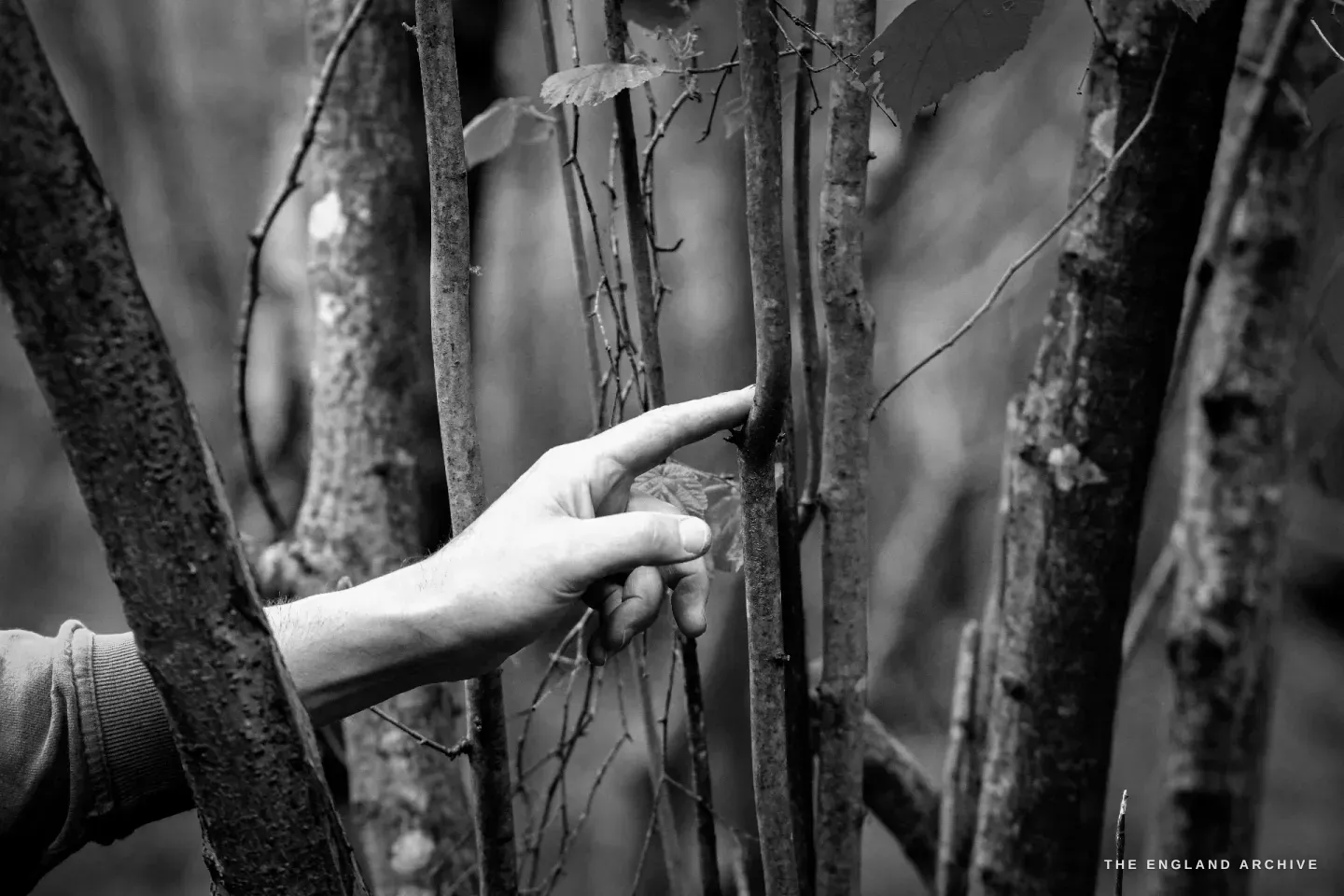 Lewis’s hand reaching into a clump of hazel stems, index finger touching a small bark callus partway up the rod - one of the knobs that marks where the stem has thickened around an old wound.