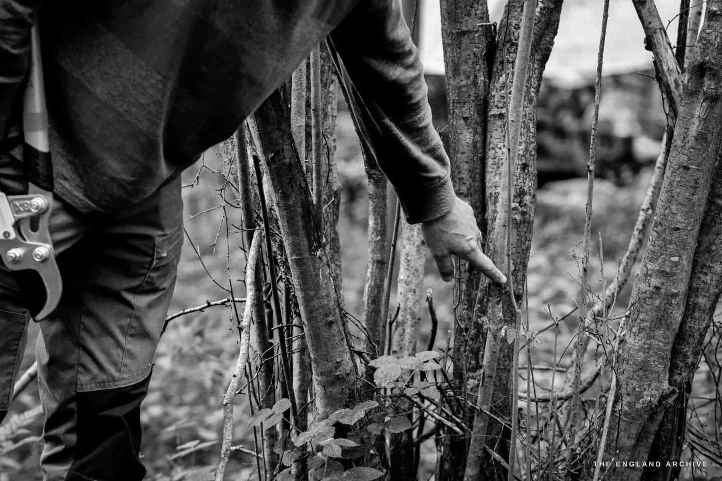 A close view of a hazel stool from waist down, Lewis’s hand pointing into the cluster of rising stems, a pair of bypass loppers hooked at his belt.