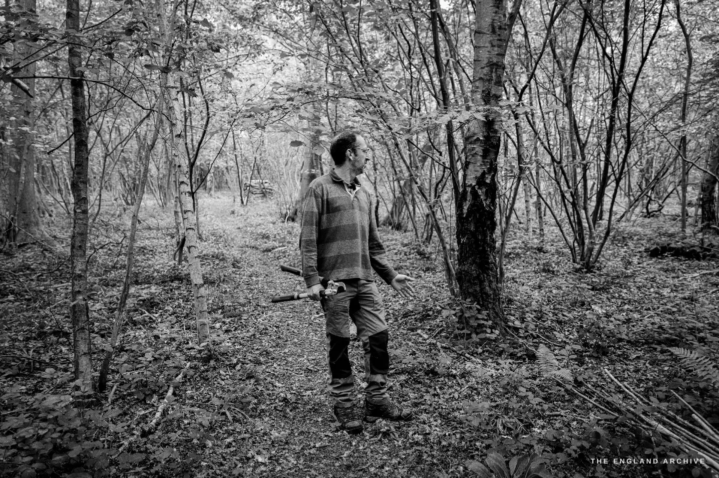 Lewis standing among the silver birch and hazel of the wood, holding a small billhook loosely at his side, looking off into the trees.