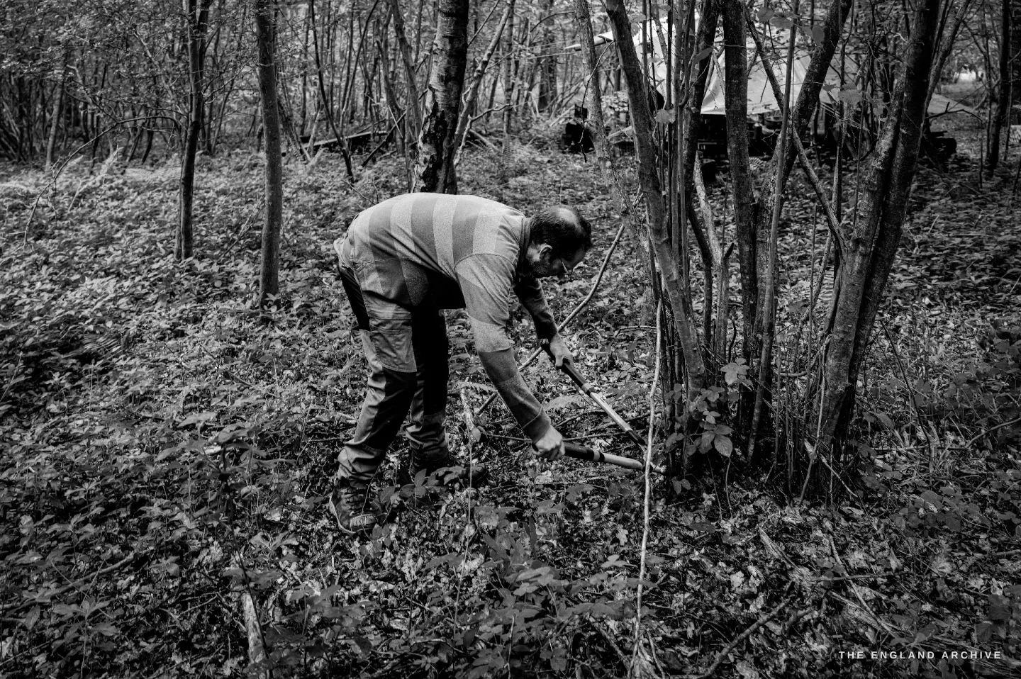 Lewis bent at the waist over a hazel rod he is severing low at the base, the cut hand braced, the work happening close to the ground.