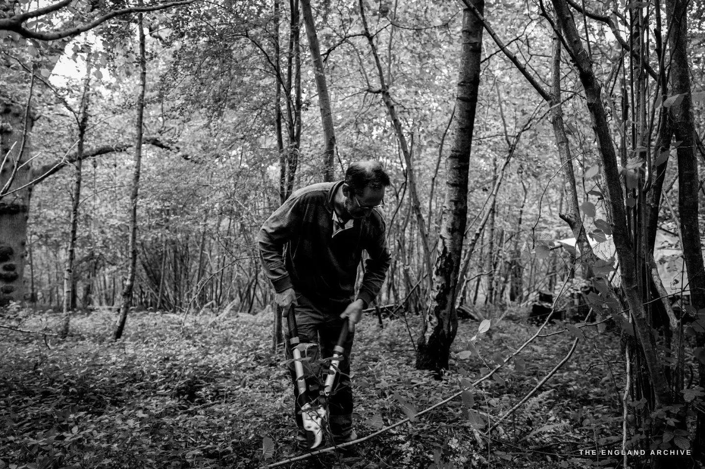 Lewis bent over a freshly cut hazel rod, examining the cut end and the rings now visible at the base, the woodland leaf litter underfoot.