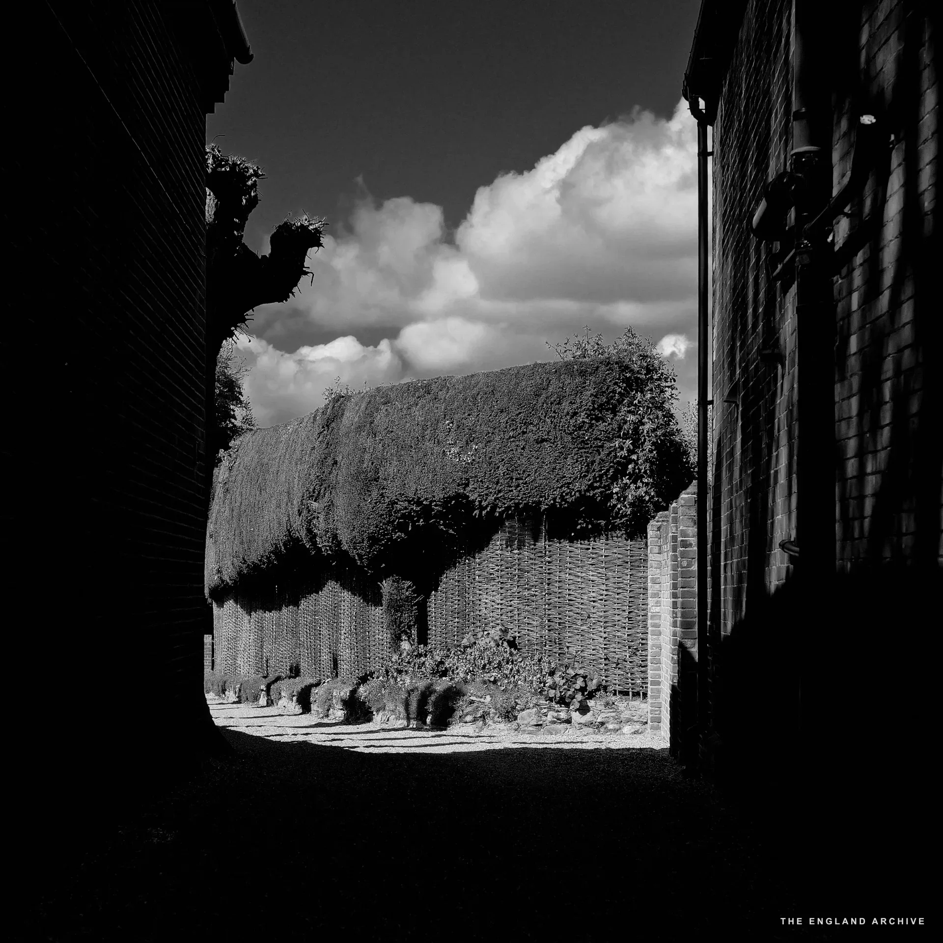 A narrow alleyway between red brick buildings opening out onto a tall rounded yew hedge.