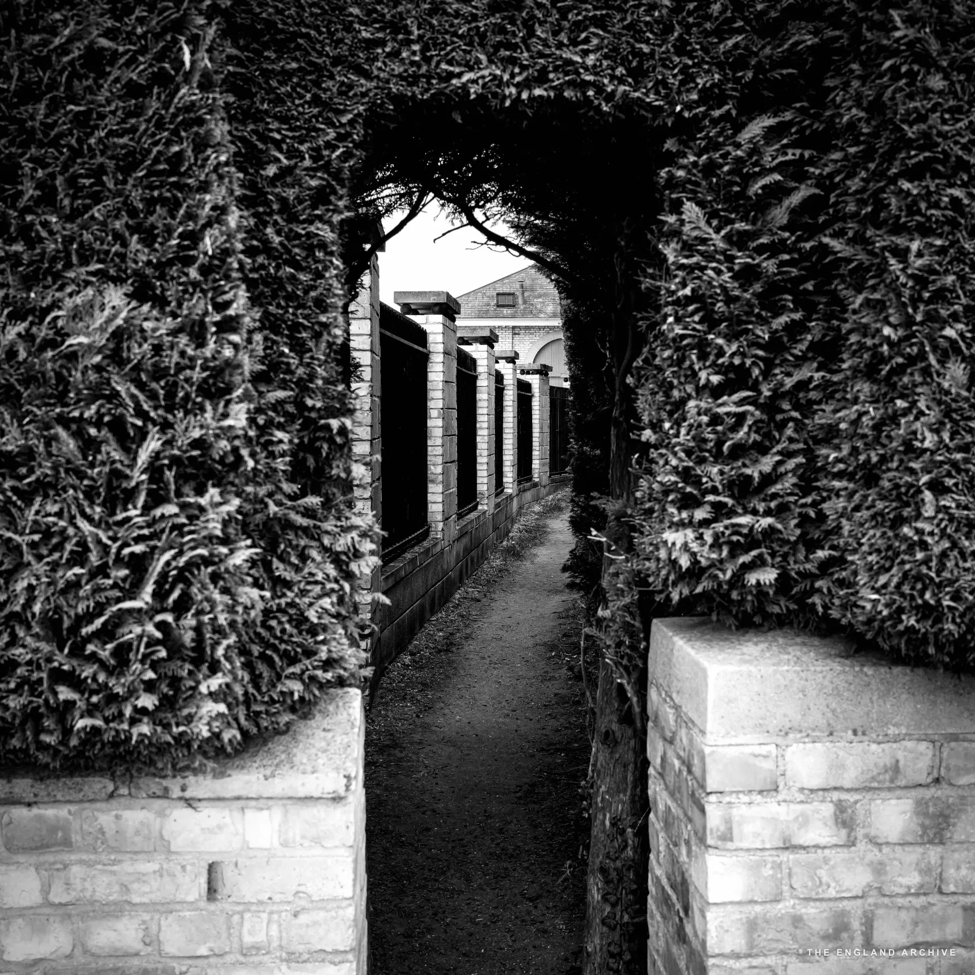 A clipped yew-hedge archway opening onto a narrow gravel path between tall hedges, an estate building glimpsed at the end.