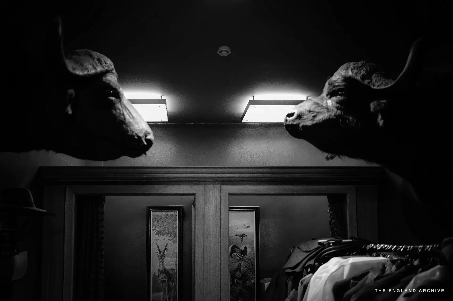 A dramatic low-angle view of two mounted cape buffalo heads facing each other across a doorway under a spotlight, deep-toned walls and framed game-bird prints below.