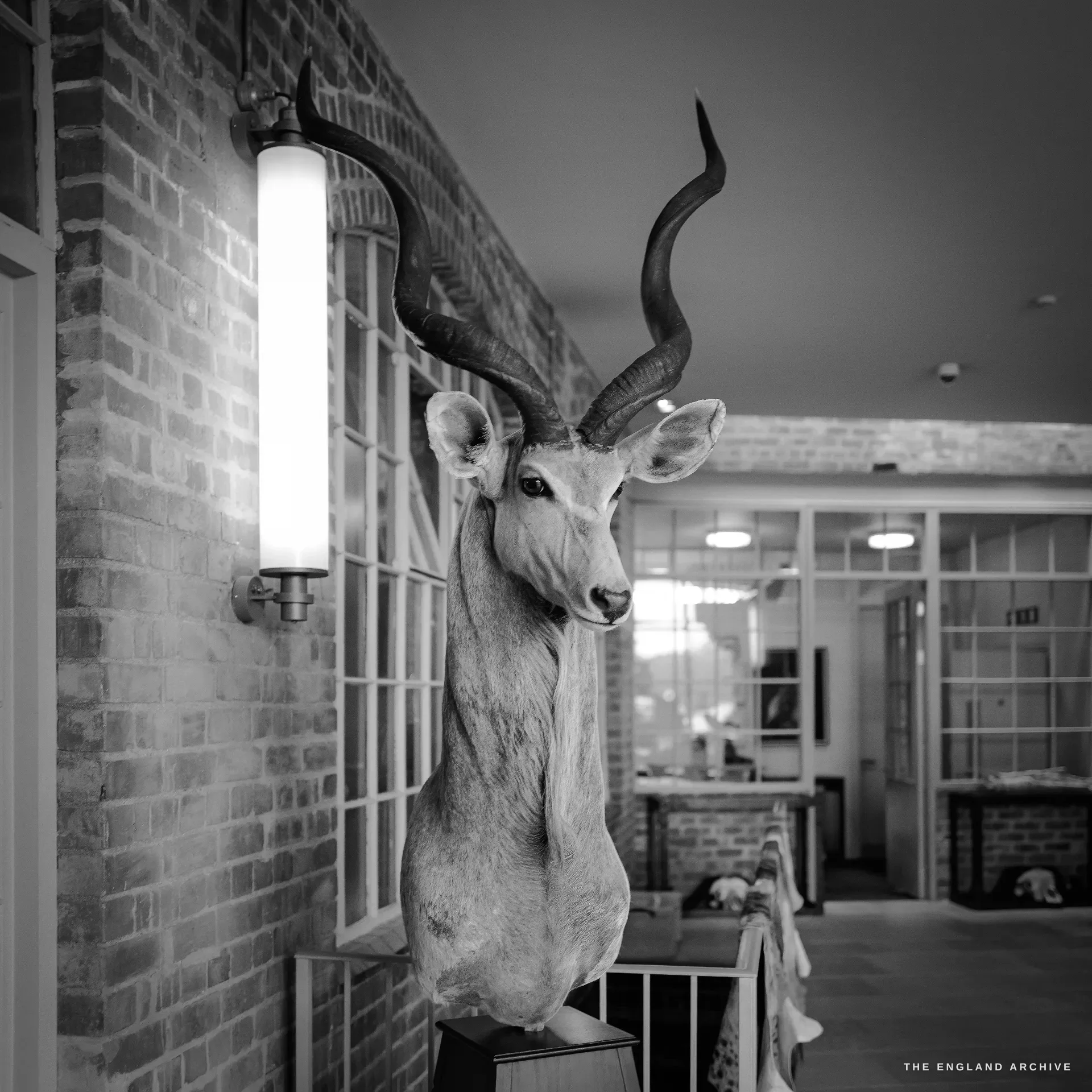 A mounted kudu head with long spiral horns fixed high on an exposed-brick wall beside a tubular wall light, the showroom opening away beyond.