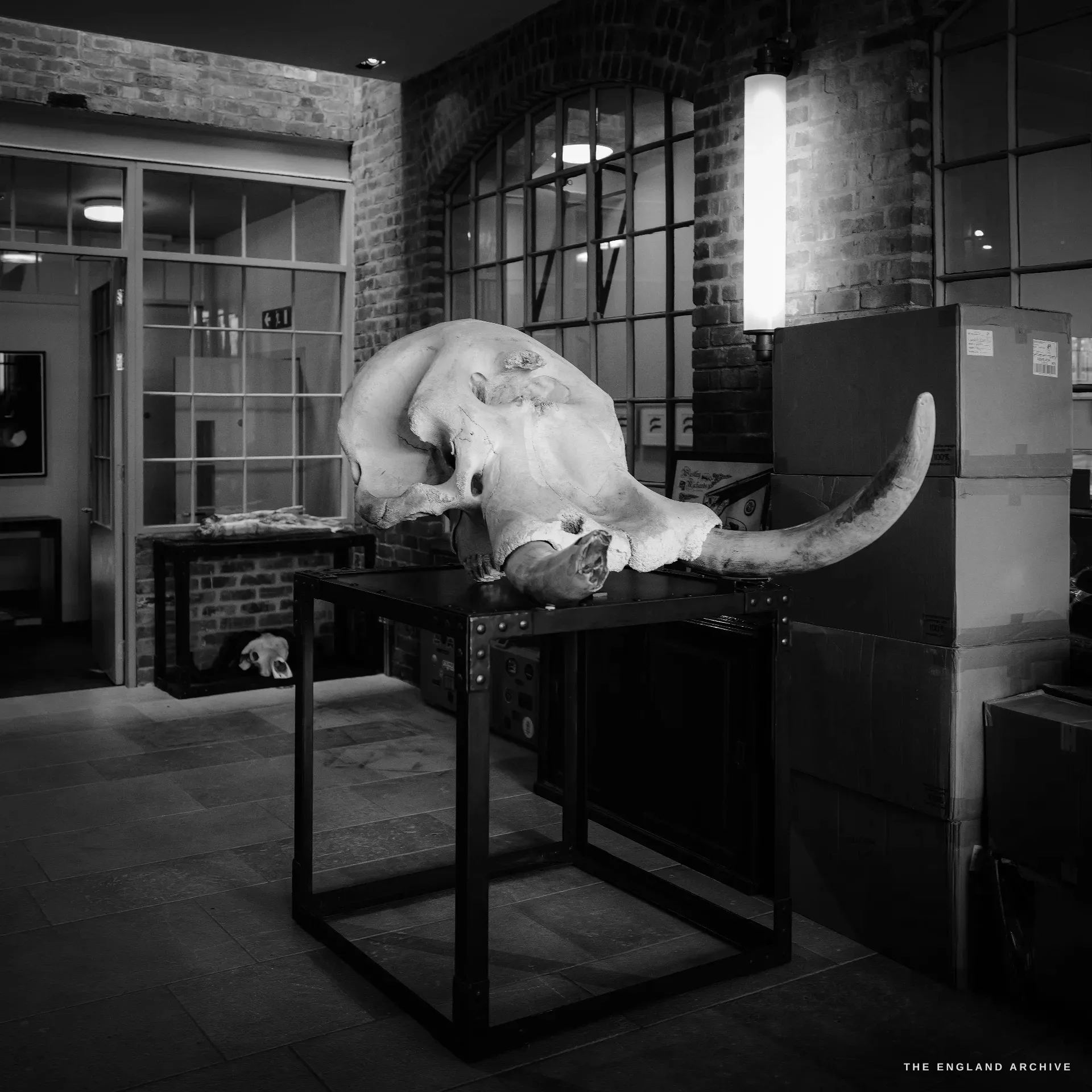 A back-of-house area: a large elephant skull with one tusk on a steel plinth, stacked cardboard shipping boxes, tall industrial windows and a framed Westley Richards print on the brick wall.